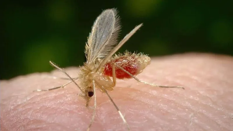 A leishmaniose visceral é transmitida pelo mosquito-palha