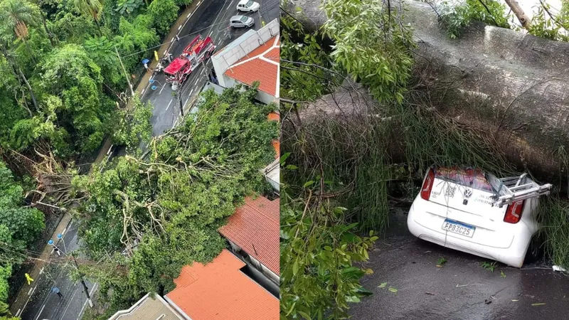 Fechado há seis meses, Campinas adia reabertura do Bosque dos Jequitibás