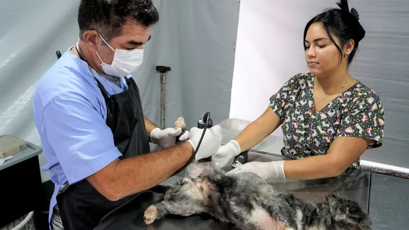 A esterilização em massa de cães e gatos será em julho