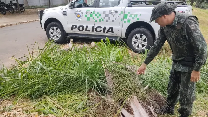 As árvores foram cortadas de locais públicos 