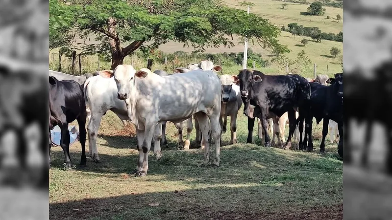 Integrantes de quadrilha especializada em furto de gado são presos em Sumaré