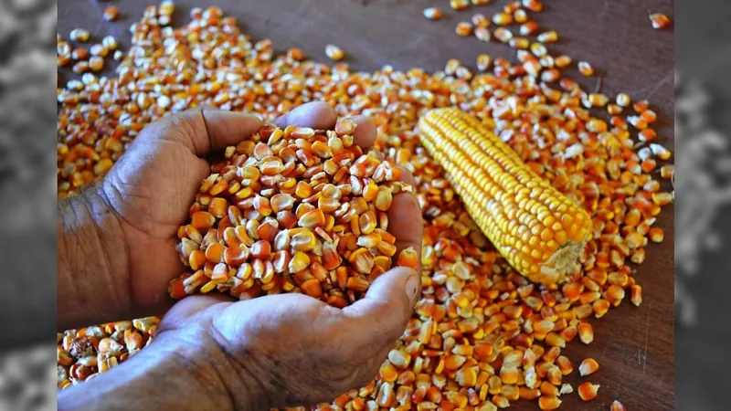 Safrinha de milho ultrapassa 100 milhões de toneladas, aponta Agroconsult