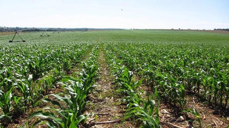 El Niño já afeta o clima em áreas de produção de milho, aponta boletim