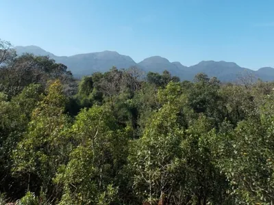 Meio Ambiente abre consulta pública sobre plano de preservação da Mata Atlântica