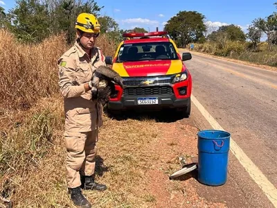 Agro Band: animais sobreviventes de queimadas voltam à natureza; veja a reportagem