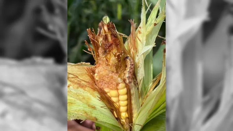 Pesadelo dos agricultores, lagarta helicoverpa ataca plantações de milho