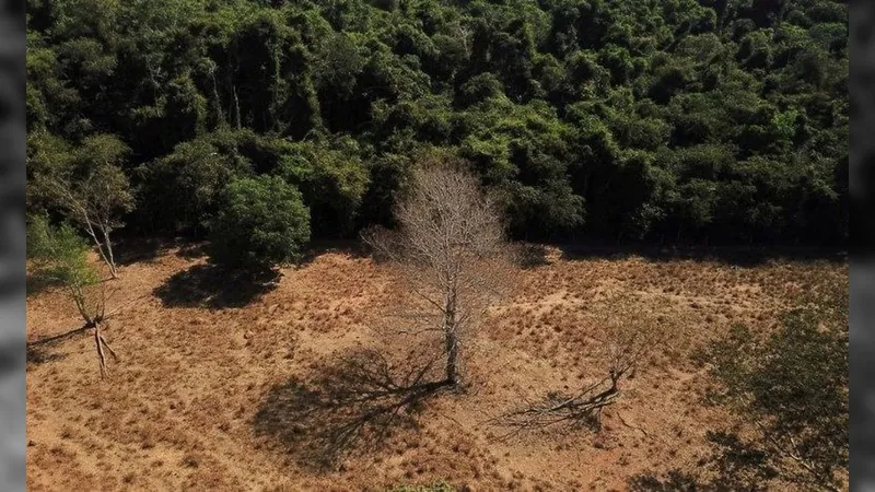 Desmatamento cai 31% na região amazônica e cresce 83% no Cerrado