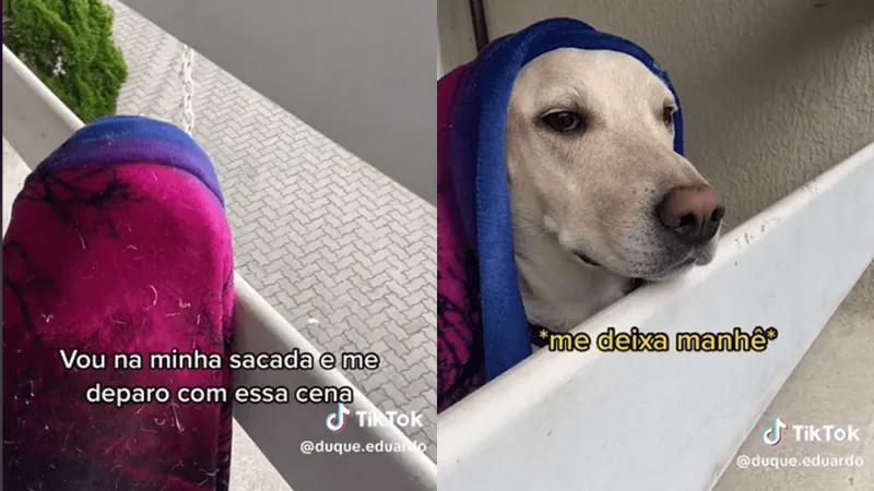 Cachorro ganha fama de fofoqueiro por ficar observando a vizinhança