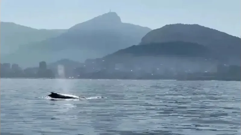 Baleias-jubarte são vistas nesta sexta feiras (9) na praia de Ipanema