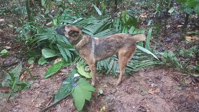 Wilson, cachorro que ajudou a encontrar crianças na floresta, segue desaparecido