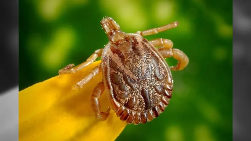 Rio registra seis casos de febre maculosa este ano