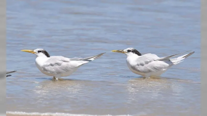 Rio confirma dois casos de gripe aviária em aves migratórias