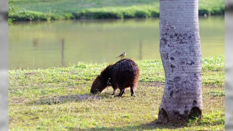 Campinas mapeia população de capivaras em parques para castração dos animais