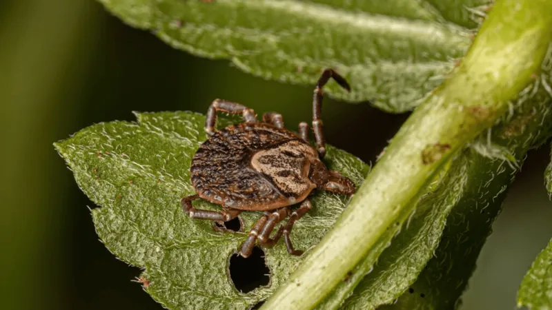 São Sebastião registra primeiro caso de Febre Maculosa no município