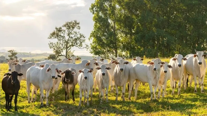 Minerva Foods anuncia entrada na Rede ILPF