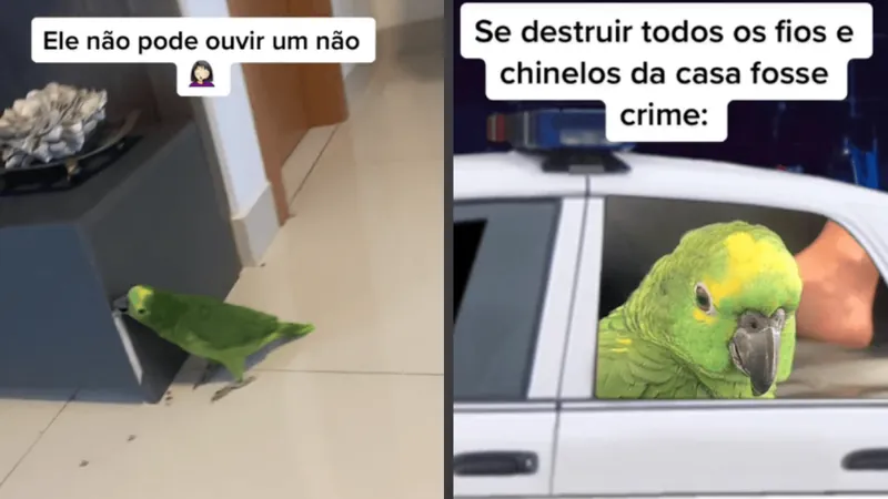 Papagaio reclama de levar bronca e responde rosnando como se fosse cachorro