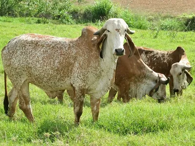 Agro Band: confira as principais notícias do agro nesta quarta-feira (18)