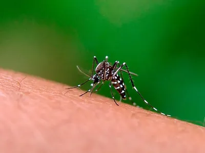 Campinas confirma mais três mortes por dengue e total chega a 80