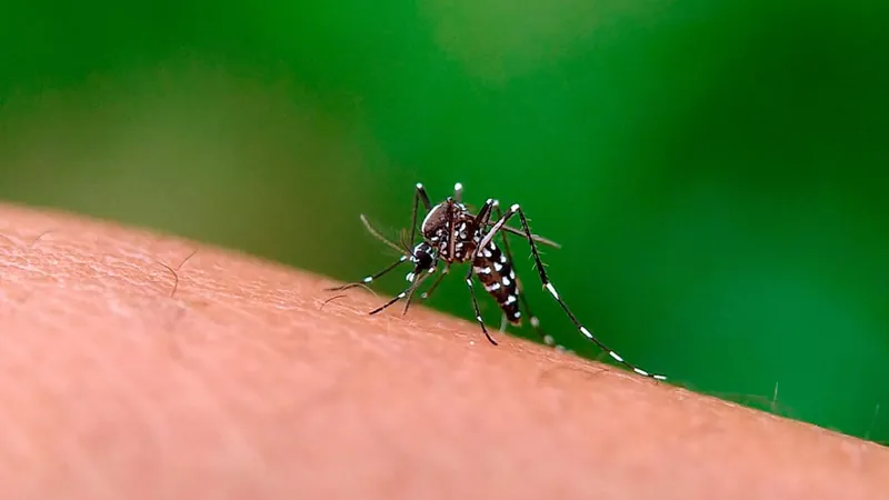 Campinas confirma mais três mortes por dengue e total chega a 80