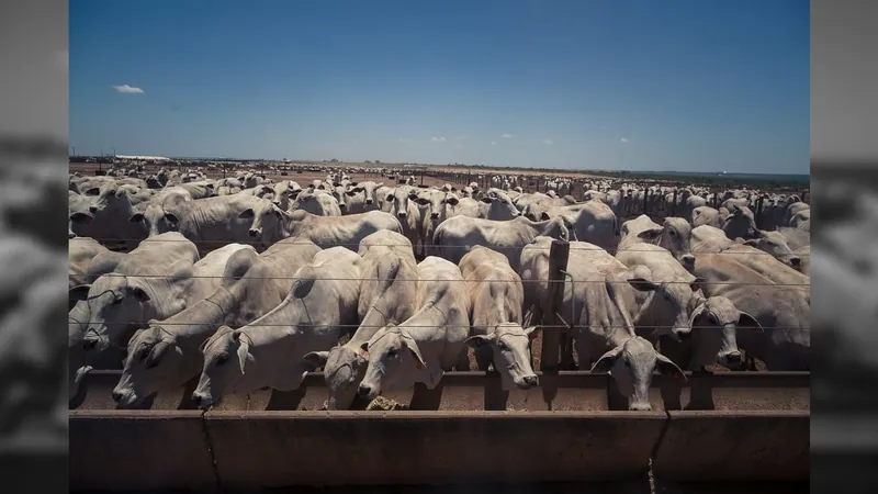 Brasil deve confinar 6,995 milhões de bovinos em 2023, aponta Dsm-firmenich