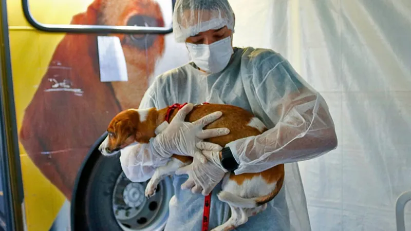 Mutirão vai castrar pets gratuitamente em Limeira; veja como se cadastrar