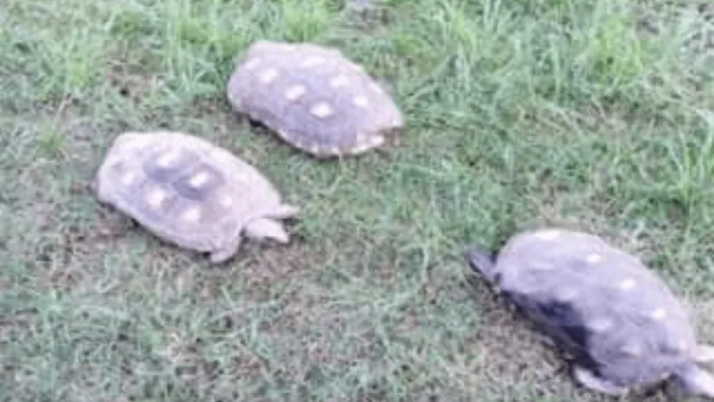 Três jabutis são resgatados pela PM Ambiental em Pindamonhangaba