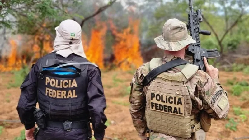 Polícia Federal destrói 214 mil pés de maconha em Pernambuco