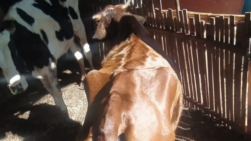 Gado e cães estavam em situação precária