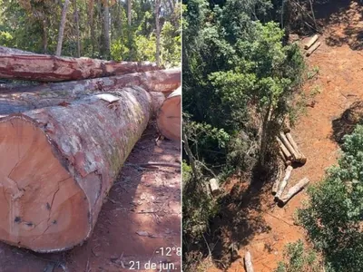 PF faz operação contra desmatamento ilegal no Parque Indígena do Xingu em MT
