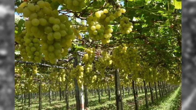 Embrapa medirá emissões na produção de uvas no Vale do São Francisco