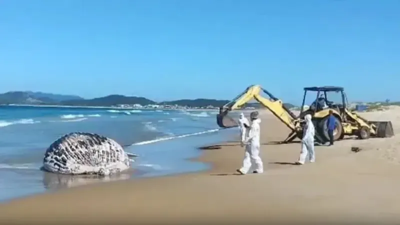 Baleia jubarte é encontrada morta na Praia do Peró em Cabo Frio