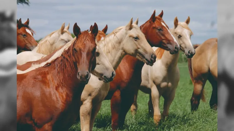 Quarto de Milha é a raça mais popular de cavalos no Brasil