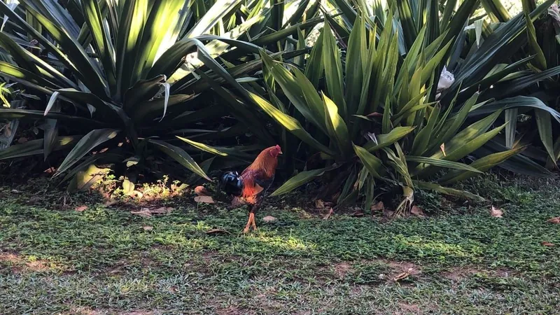 Galo mais famoso da Zona Sul vive na Praia Vermelha