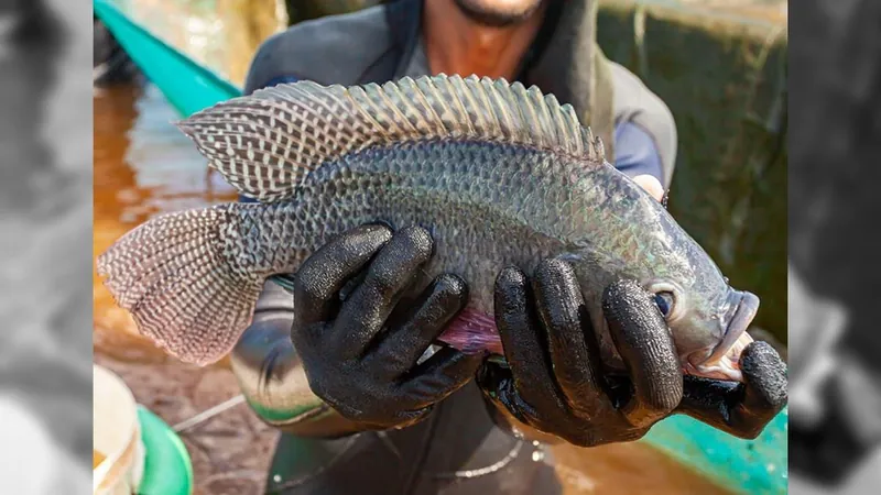 Receita com exportação de peixes geram US$ 23,7 milhões ao Brasil