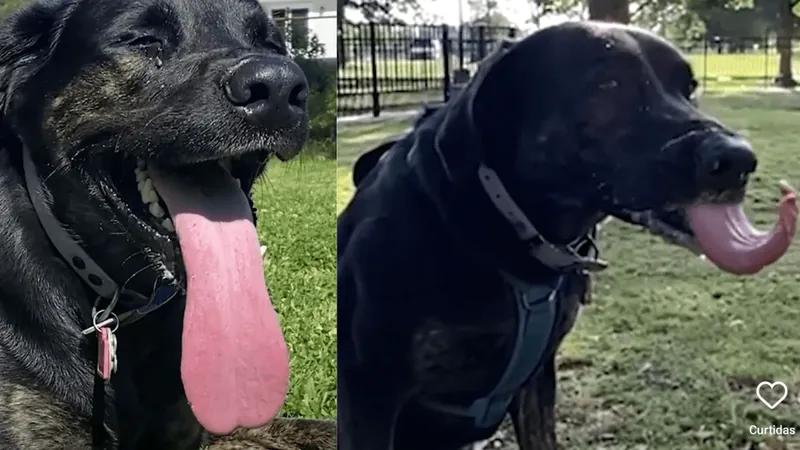 Cachorra bate recorde de maior língua do mundo e vai parar no Guinness