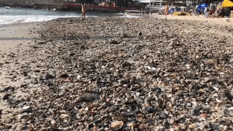 Mar de conchas: Fenômeno toma conta da areia da praia de Copacabana