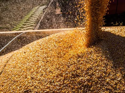 USDA aponta safra de 26,6 milhões de toneladas de milho na Ucrânia