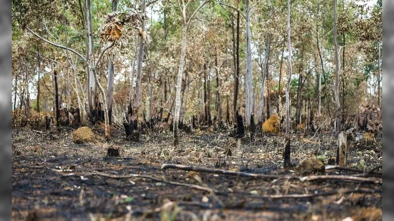 Queimadas em áreas de vegetação deixaram mais de 23 mil pessoas sem luz