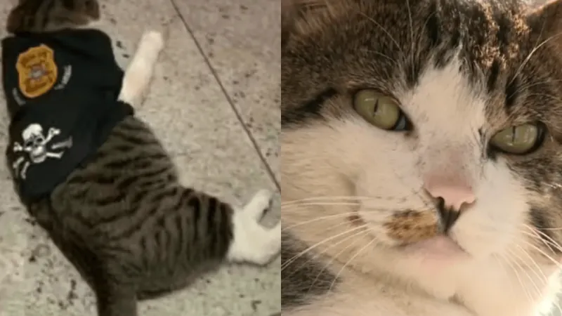 Gato é adotado por policiais e vira 'Delegato' no interior de São Paulo