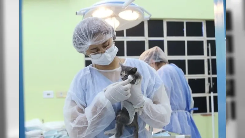 São José dos Campos abre 1.000 vagas para castração e microchipagem