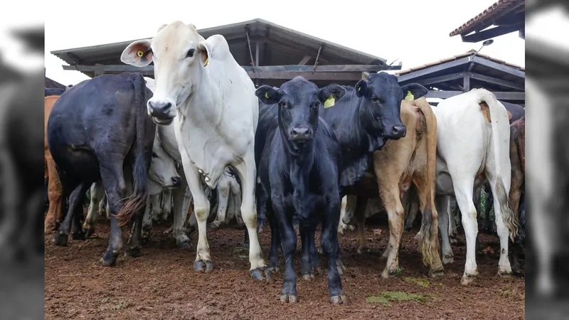 Volume de carne exportado no 1º semestre é o segundo maior da história