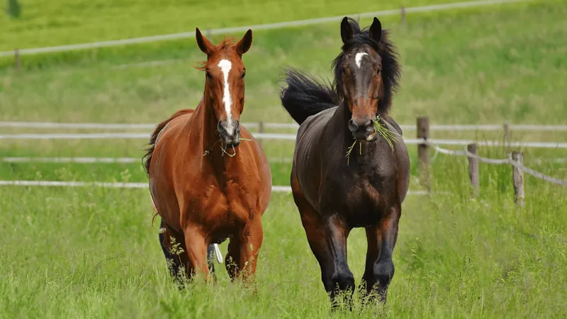 Cavalos do vizinho destroem plantação de milho de produtor de Santa Catarina