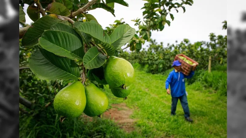 Plano Safra: BNDES disponibiliza R$ 38,4 bilhões ao agro