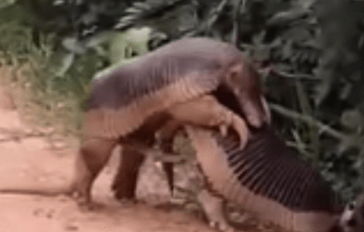 Tatu com pênis gigante de 30cm é flagrado no Mato Grosso do Sul