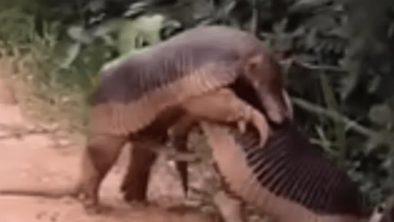 Tatu com pênis gigante de 30cm é flagrado no Mato Grosso do Sul