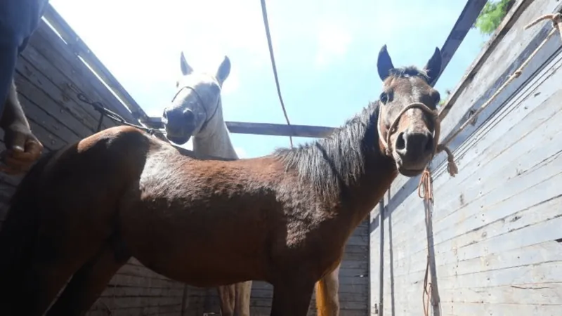 São José dos Campos realiza feira de adoção de animais de médio e grande porte