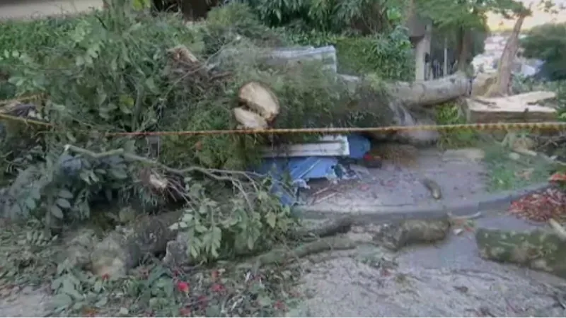 Ventania em SP derruba árvores e causa transtornos nas balsas