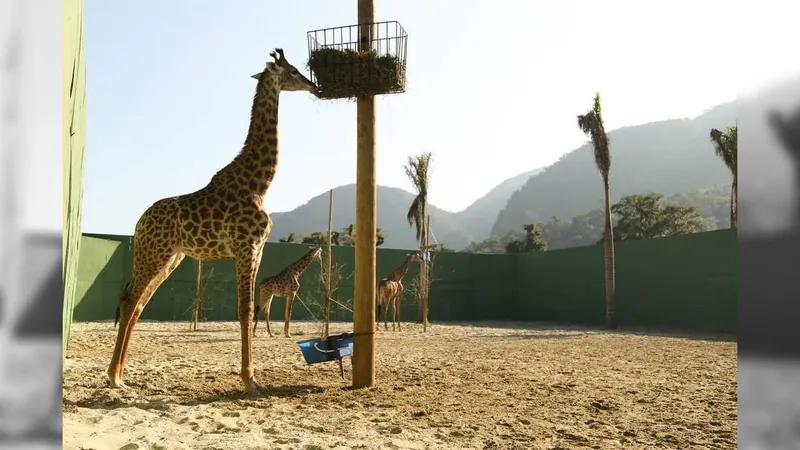 Girafa morreu de distúrbio metabólico