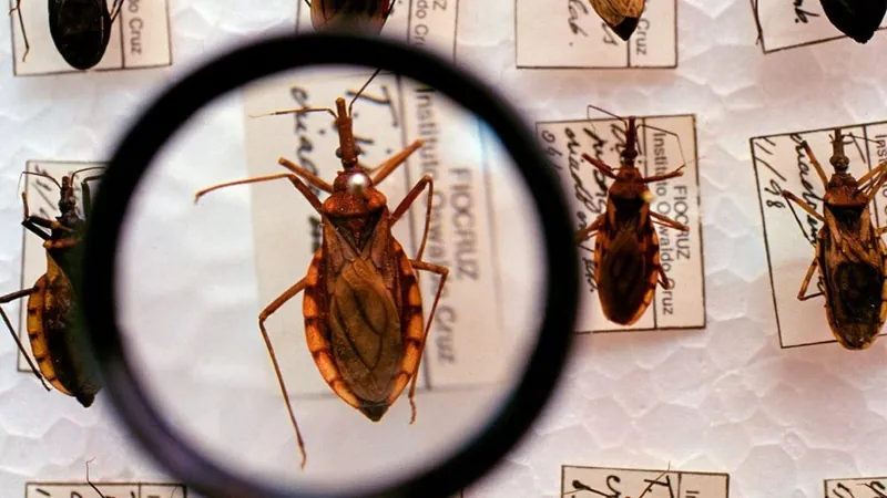 Surto da doença de Chagas acende alerta para aumento da transmissão no Brasil