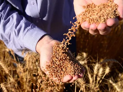 Moagem de trigo no Brasil totaliza 12,8 milhões de toneladas, indica Abitrigo